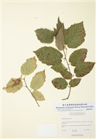 藏品(長喙榛子)的圖片